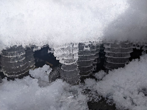 needle ice pillars I found these pillars of ice  under the snow, along the shores of a drained reservoir.  Geotagged,United States