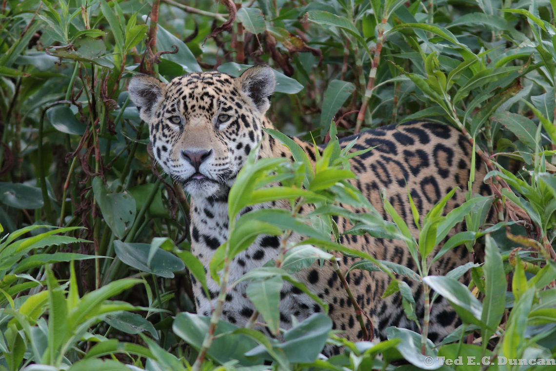 Panthera Onca checking us out in The Pantanal! This was 1 of 9 Jaguar sightings we had during a 5 day stay, in a house boat, near Porto Jofre in The Pantantal area of Brazil. A fantastic experience to see so much nature and wildlife closeup and one not to be missed if you have the chance! Brazil,Geotagged,Jaguar,Panthera onca