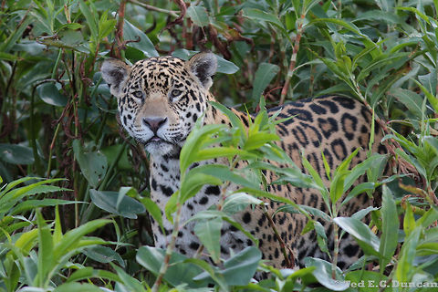 Panthera Onca checking us out in The Pantanal! This was 1 of 9 Jaguar sightings we had during a 5 day stay, in a house boat, near Porto Jofre in The Pantantal area of Brazil. A fantastic experience to see so much nature and wildlife closeup and one not to be missed if you have the chance! Brazil,Geotagged,Jaguar,Panthera onca