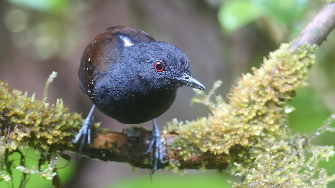 Dull-mantled Antbird (Sipia laemosticta) I was lucky to find a family of Dull-mantled Antbirds foraging in the forest at Poco Sol, Costa Rica. Bird,Birds,Costa Rica,Dull-mantled Antbird,Dull-mantled antbird,Geotagged,Sipia laemosticta