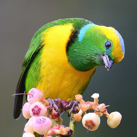 Golden-browed Chlorophonia (Chlorophonia callophrys) One of the spectacular, high-elevation Central American birds. I timed my visit to Paraiso Quetzal Lodge perfectly, and there were plenty of berries for these birds. Bird,Birds,Chlorophonia callophrys,Costa Rica,Geotagged,Golden-browed Chlorophonia,Golden-browed chlorophonia,Paraiso Quetzal Lodge