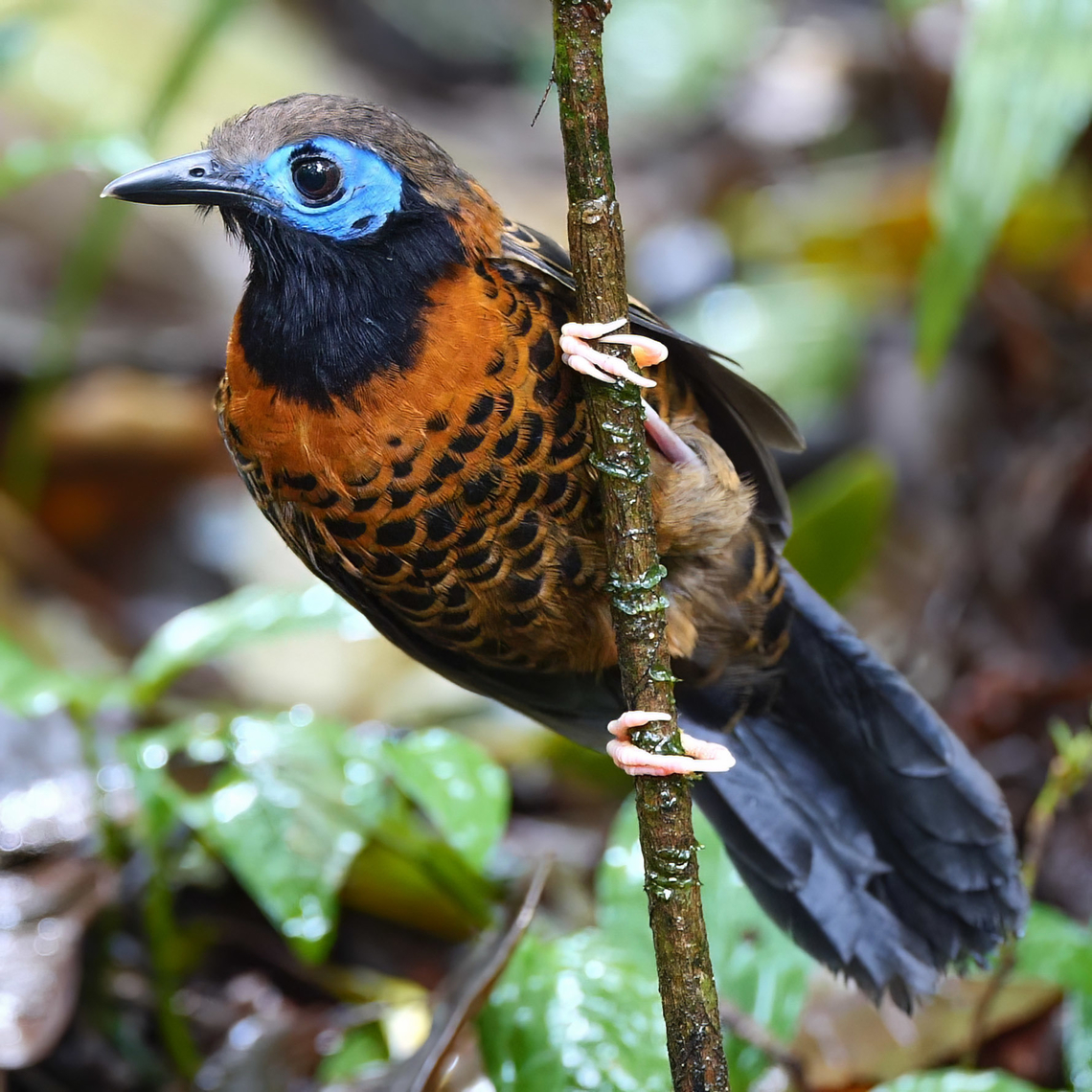 Ocellated Antbird (Phaenostictus mcleannani) Ocellated Antbird (Phaenostictus mcleannani) during an antswarm at Heliconias Rainforest Lodge, Costa Rica. Costa Rica,Geotagged,Ocellated antbird,Phaenostictus mcleannani,antbirds
