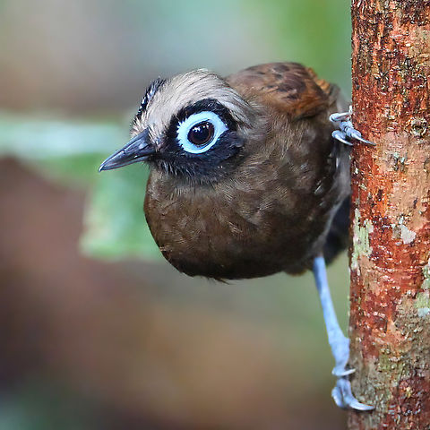 Hairy-crested Antbird (Rhegmatorhina melanosticta) The Hairy-crested Antbird is a very special bird of Amazonas, and I was lucky to spend some time with one at Reserva Natural Palmari in Brazil. Brazil,Geotagged,Hairy-crested antbird,Rhegmatorhina melanosticta,antbirds