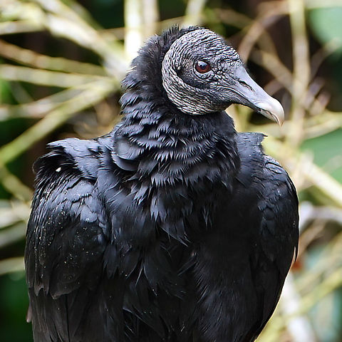 Black Vulture (Coragyps atratus) Black Vulture (Coragyps atratus) at Reserva Natural Palmari, Brazil Black vulture,Brazil,Coragyps atratus,Geotagged