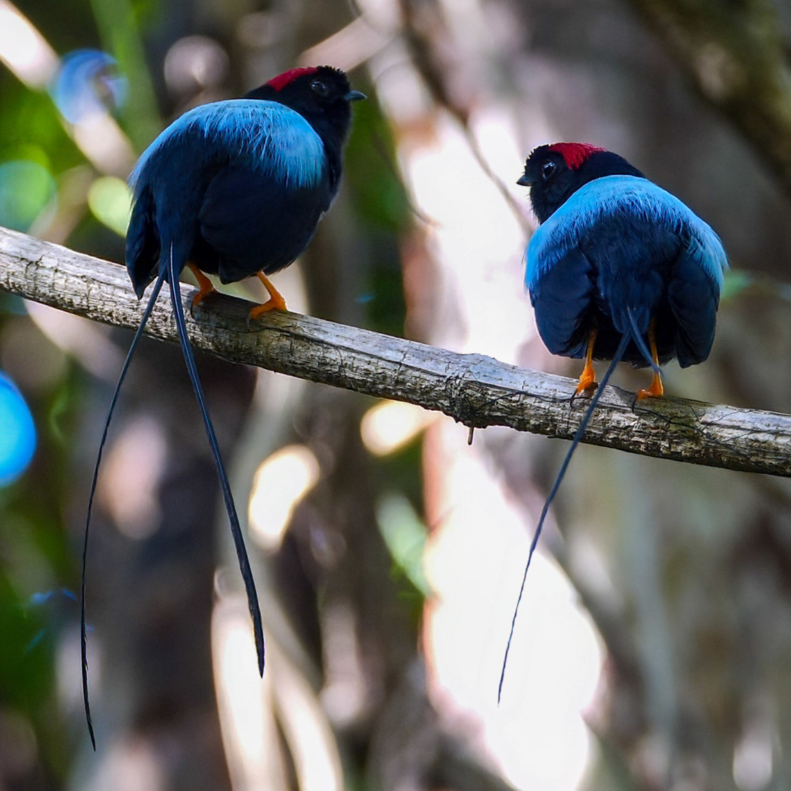 Long-tailed Manakin (Chiroxiphia linearis) A pair of male Long-tailed Manakins. So many of these birds at Lomas Barbudal Biological Reserve in Costa Rica. Chiroxiphia linearis,Costa Rica,Geotagged,Long-tailed manakin