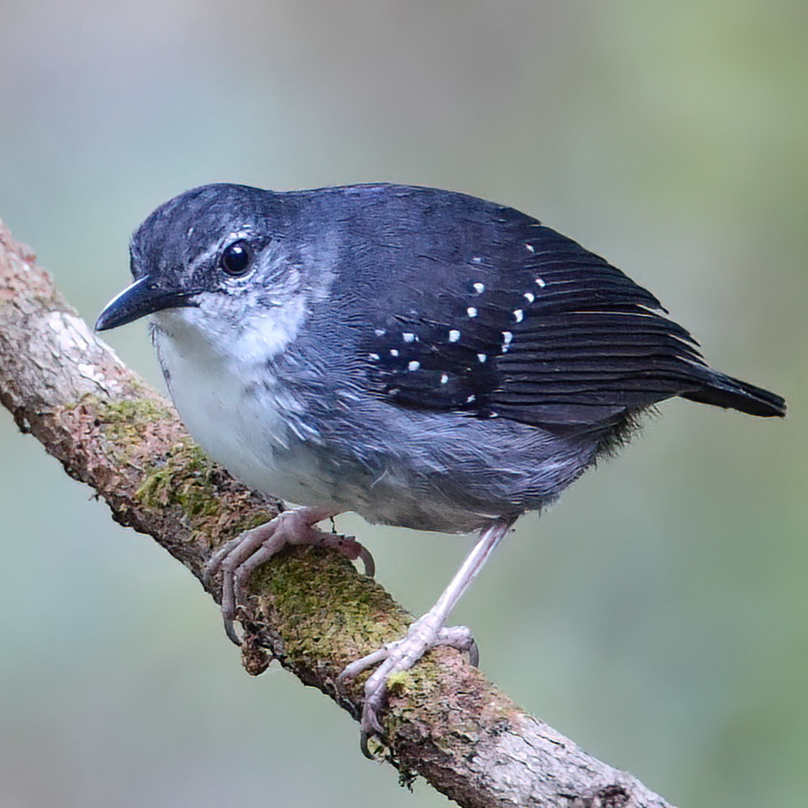 Silvered Antbird (Sclateria naevia) Silvered Antbird (Sclateria naevia) near Mit&uacute;, Vaup&eacute;s, Colombia. Colombia,Sclateria naevia,Silvered Antbird