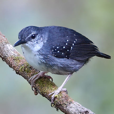 Silvered Antbird (Sclateria naevia) Silvered Antbird (Sclateria naevia) near Mit&uacute;, Vaup&eacute;s, Colombia. Colombia,Sclateria naevia,Silvered Antbird