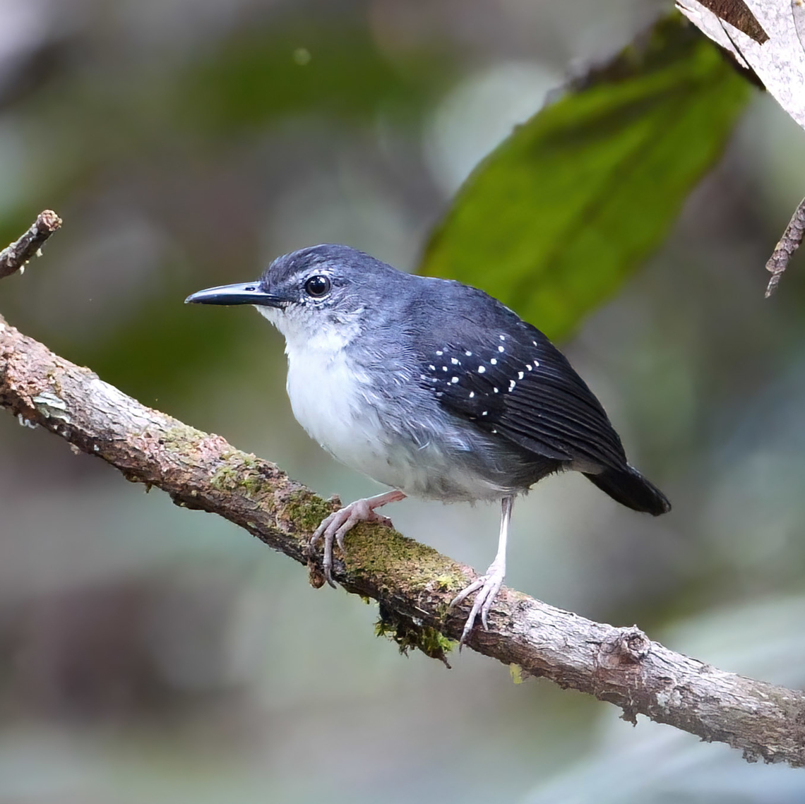 Silvered Antbird (Sclateria naevia) Silvered Antbird (Sclateria naevia) near Mit&uacute;, Vaup&eacute;s, Colombia. Colombia,Geotagged,Sclateria naevia,Silvered Antbird