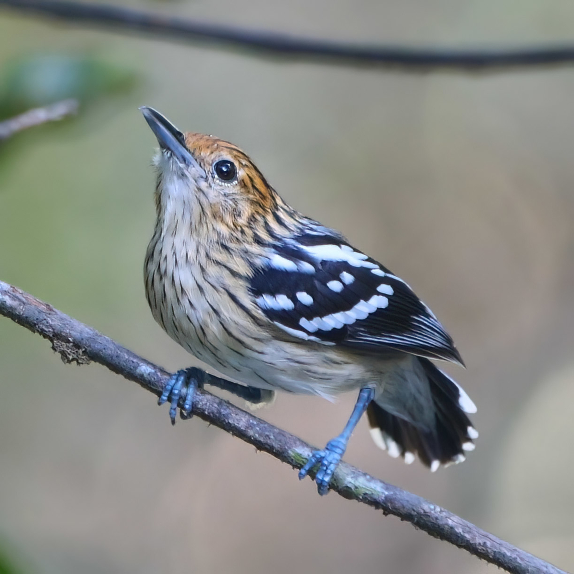Amazonian Streaked-Antwren (Myrmotherula multostriata) Amazonian Streaked-Antwren (Myrmotherula multostriata) at Reserva Natural Palmari Amazonas,Amazonian streaked antwren,Brazil,Geotagged,Myrmotherula multostriata