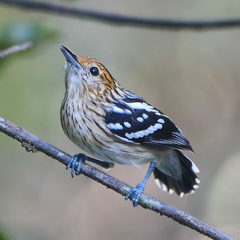Amazonian Streaked-Antwren (Myrmotherula multostriata) Amazonian Streaked-Antwren (Myrmotherula multostriata) at Reserva Natural Palmari Amazonas,Amazonian streaked antwren,Brazil,Geotagged,Myrmotherula multostriata
