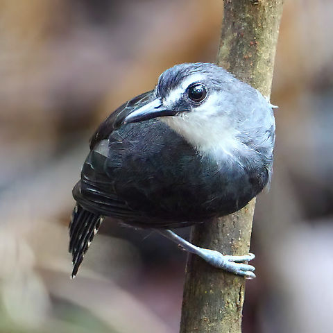 White-throated Antbird (Oneillornis salvini) White-throated Antbird (Oneillornis salvini) at Reserva Natural Palmari, Brazil Brazil,Deep-throated antbird,Oneillornis salvini,White-throated antbird