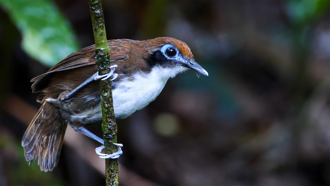 Bicolored Antbird (Gymnopithys bicolor) Bicolored Antbird (Gymnopithys bicolor) at Heliconias Rainforest Lodge, Costa Rica. Bicolored antbird,Costa,Costa Rica,Geotagged,Gymnopithys bicolor