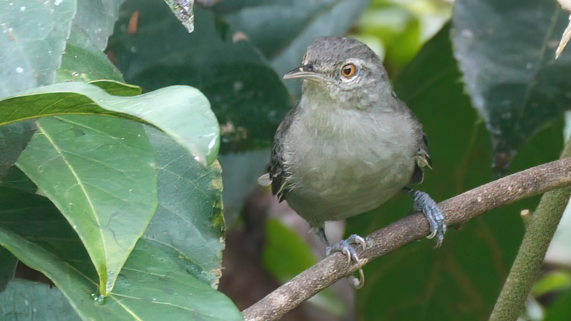 Gray Wren (Cantorchilus griseus) A very special bird of Amazonas, the Gray Wren (Cantorchilus griseus). Brazil,Cantorchilus griseus,Geotagged,Grey wren