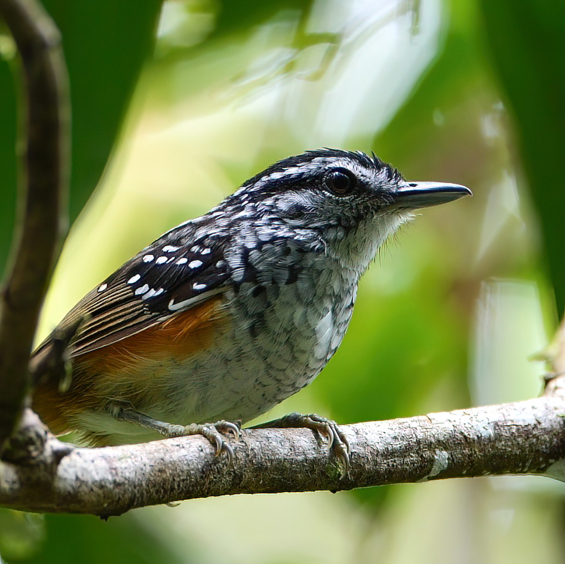 Peruvian Warbling-Antbird (Hypocnemis peruviana) Peruvian Warbling-Antbird (Hypocnemis peruviana). These are pretty common in Amazonas and one of the easier to photograph. Brazil,Geotagged,Hypocnemis peruviana,Peruvian warbling antbird
