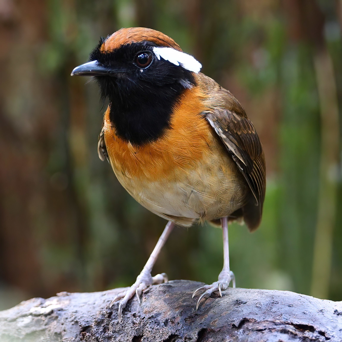 Chestnut-belted Gnateater (Conopophaga aurita) This was a cool encounter with a Chestnut-belted Gnateater (Conopophaga aurita) at Reserva Natural Palmari, Brazil Brazil,Chestnut-belted gnateater,Conopophaga aurita,Geotagged