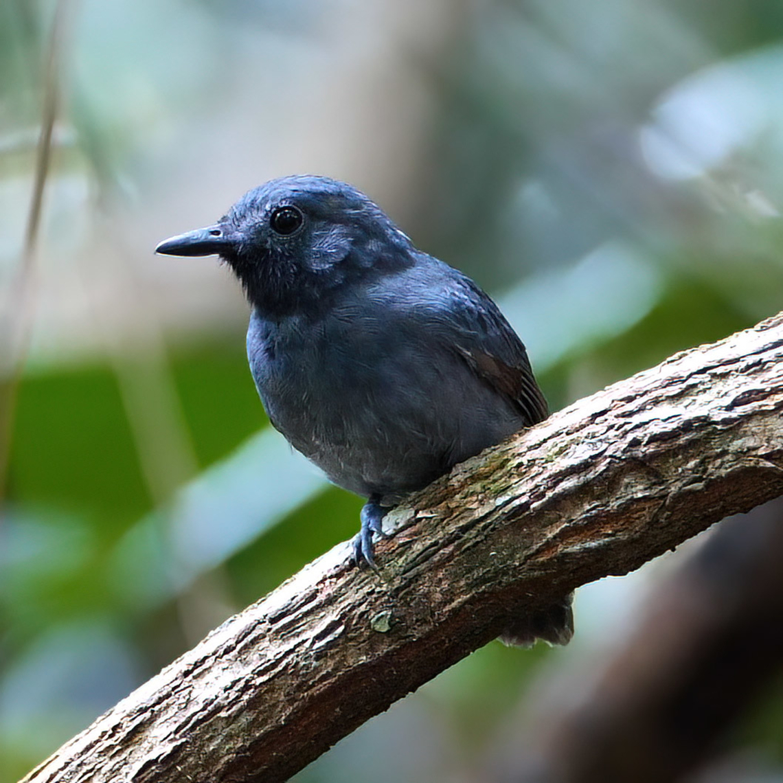 Saturnine Antshrike (Thamnomanes saturninus) Saturnine Antshrike (Thamnomanes saturninus) at Reserva Natural Palmari, Brazil Brazil,Geotagged,Saturnine antshrike,Thamnomanes saturninus