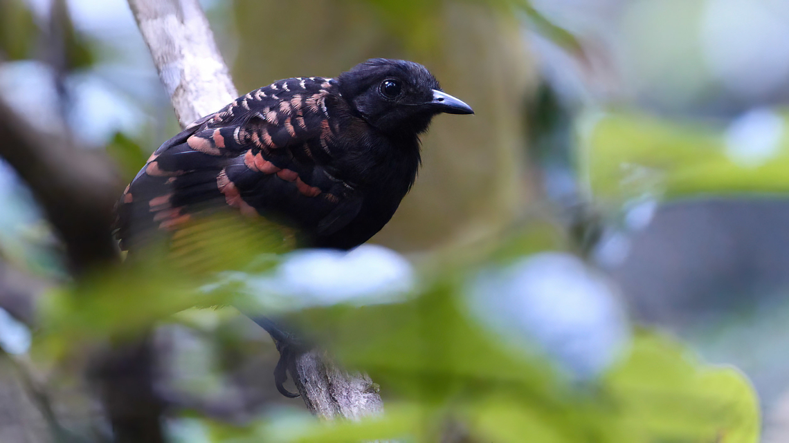 Reddish-winged Bare-eye (Phlegopsis erythroptera) I found this Reddish-winged Bare-eye (Phlegopsis erythroptera) at dawn at the beginning of the trail at Reserva Natural Palmari, Brazil. Brazil,Geotagged,Phlegopsis erythroptera,Reddish-winged bare-eye