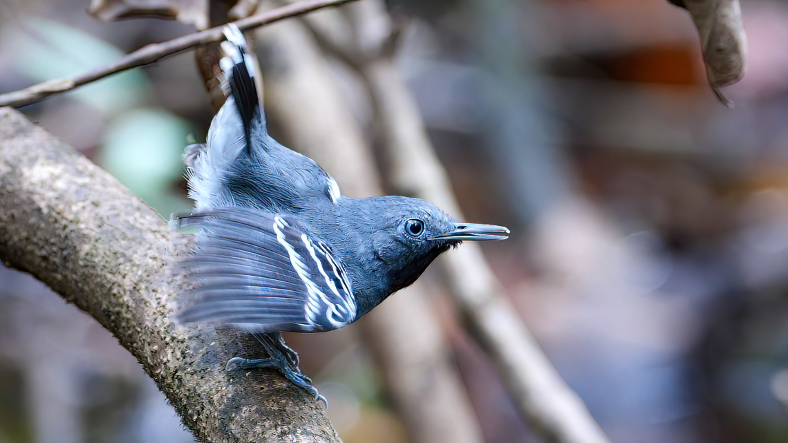Band-tailed Antbird (Hypocnemoides maculicauda) The Band-tailed Antbird (Hypocnemoides maculicauda) is another antbird species that loves varzea. You'll often find these right at the edge of the water. This is the male. Band-tailed antbird,Brazil,Geotagged,Hypocnemoides maculicauda