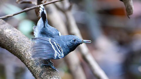 Band-tailed Antbird (Hypocnemoides maculicauda) The Band-tailed Antbird (Hypocnemoides maculicauda) is another antbird species that loves varzea. You'll often find these right at the edge of the water. This is the male. Band-tailed antbird,Brazil,Geotagged,Hypocnemoides maculicauda