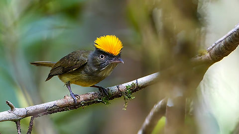 Saffron-crested Tyrant-Manakin (Neopelma chrysocephalum) Saffron-crested Tyrant-Manakin (Neopelma chrysocephalum) near Mit&uacute;, Vaup&eacute;s, Colombia. Colombia,Geotagged,Neopelma chrysocephalum,Saffron-crested tyrant-manakin