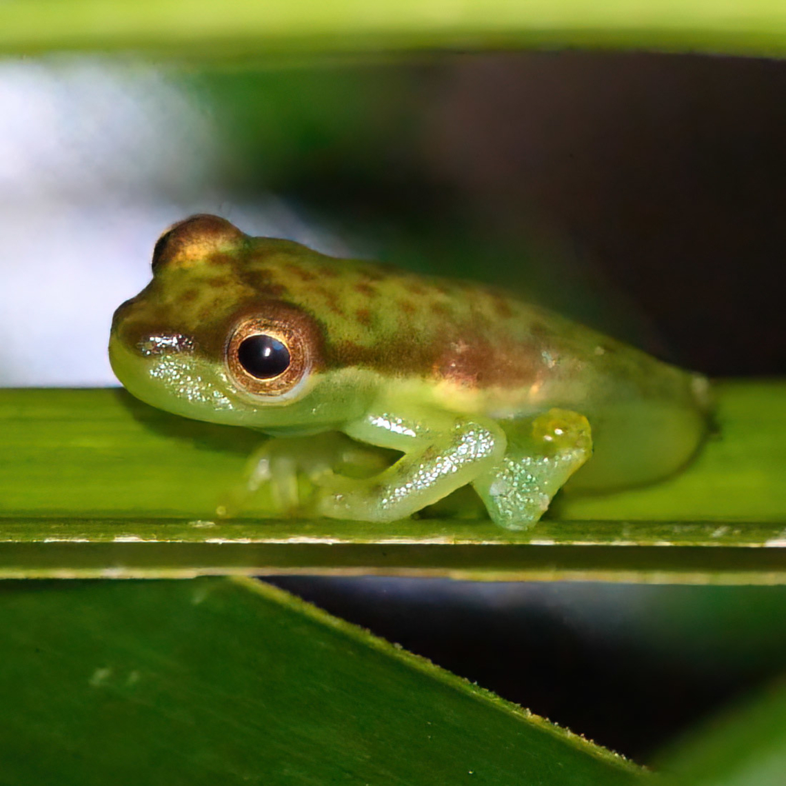 Tapir Valley Tree Frog (Tlalocohyla celeste) This new species of frog was just discovered this year at Tapir Valley Nature Reserve, Costa Rica. Costa Rica,Geotagged,Tapir Valley,Tlalocohyla celeste,frogs