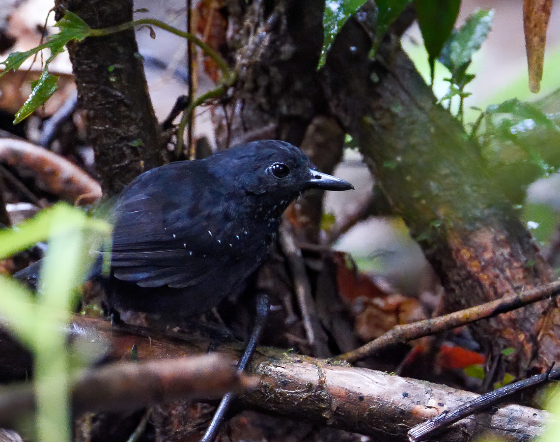 Stub-tailed Antbird (Sipia berlepschi) Such a great, uncommon antbird. We watched two parents feeding a fledgling at San Cipriano, Colombia. Colombia,Geotagged,Sipia berlepschi,Stub-tailed antbird
