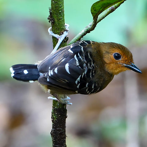 Common Scale-backed Antbird (Willisornis poecilinotus) Female Common Scale-backed Antbird (Willisornis poecilinotus) at Reserva Natural Palmari, Brazil. Brazil,Common scale-backed antbird,Geotagged,Willisornis poecilinotus
