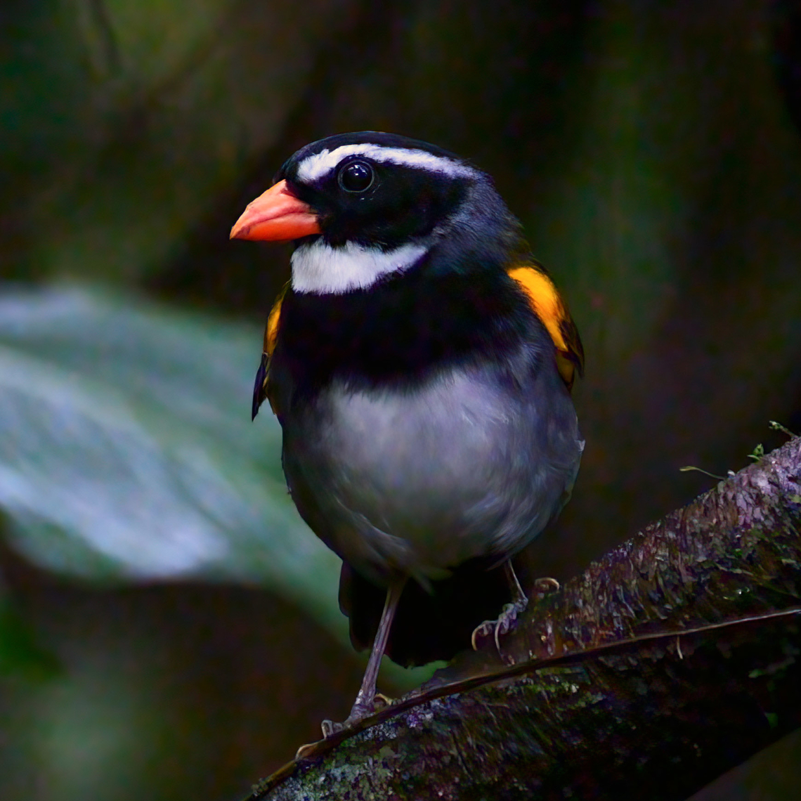 Orange-billed Sparrow (Arremon aurantiirostris) Orange-billed Sparrow (Arremon aurantiirostris) at Tapir Valley, Costa Rica. Arremon aurantiirostris,Costa Rica,Geotagged,Orange-billed sparrow