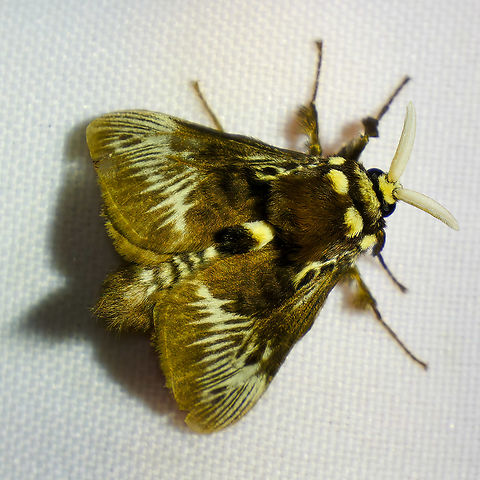 Megalopyge superba moth Megalopyge superba moth at Tapir Valley, Costa Rica. Costa Rica,Geotagged,Megalopyge superba