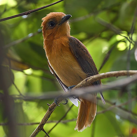Varzea Schiffornis (Schiffornis major) Varzea Schiffornis (Schiffornis major) in the varzea at Zacanbuzinho, Brazil. Brazil,Geotagged,Peru,Schiffornis major,Varzea schiffornis