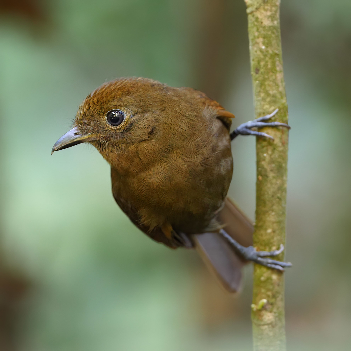Northern Schiffornis (Schiffornis veraepacis) Northern Schiffornis (Schiffornis veraepacis) at Carara National Park, Costa Rica. Costa Rica,Geotagged,Northern schiffornis,Schiffornis veraepacis