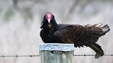 Turkey Vulture (Cathartes aura) Turkey Vulture (Cathartes aura), taking a bit of a siesta. Cathartes aura,Geotagged,Turkey vulture,United States