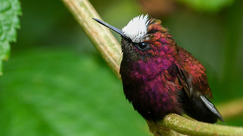 Snowcap (Microchera albocoronata) Snowcap (Microchera albocoronata) at Tapir Valley, Costa Rica. Costa Rica,Geotagged,Microchera albocoronata,Snowcap