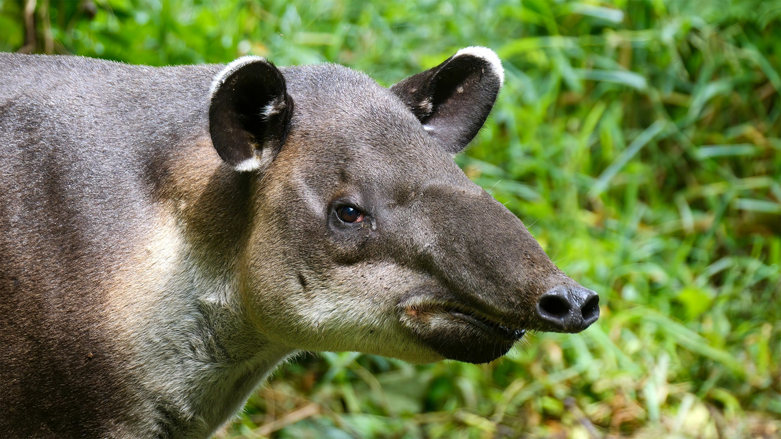 Baird's Tapir (Tapirus bairdii) Baird&#039;s Tapir (Tapirus bairdii) at, appropriately, Tapir Valley Nature Reserve, Costa Rica. Baird’s Tapir,Costa Rica,Geotagged,Tapir Valley,Tapirus bairdii