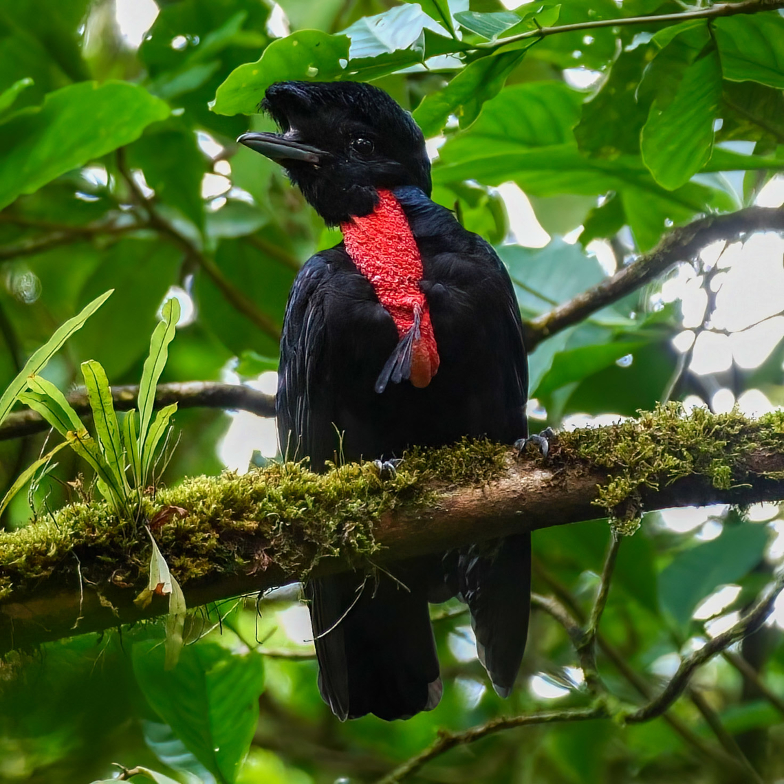 Bare-necked Umbrellabird (Cephalopterus glabricollis) Bare-necked Umbrellabird (Cephalopterus glabricollis) at Tapir Valley Nature Reserve, Costa Rica.<br />
 Bare-necked umbrellabird,Cephalopterus glabricolli,Costa Rica,Geotagged,Tapir Valley