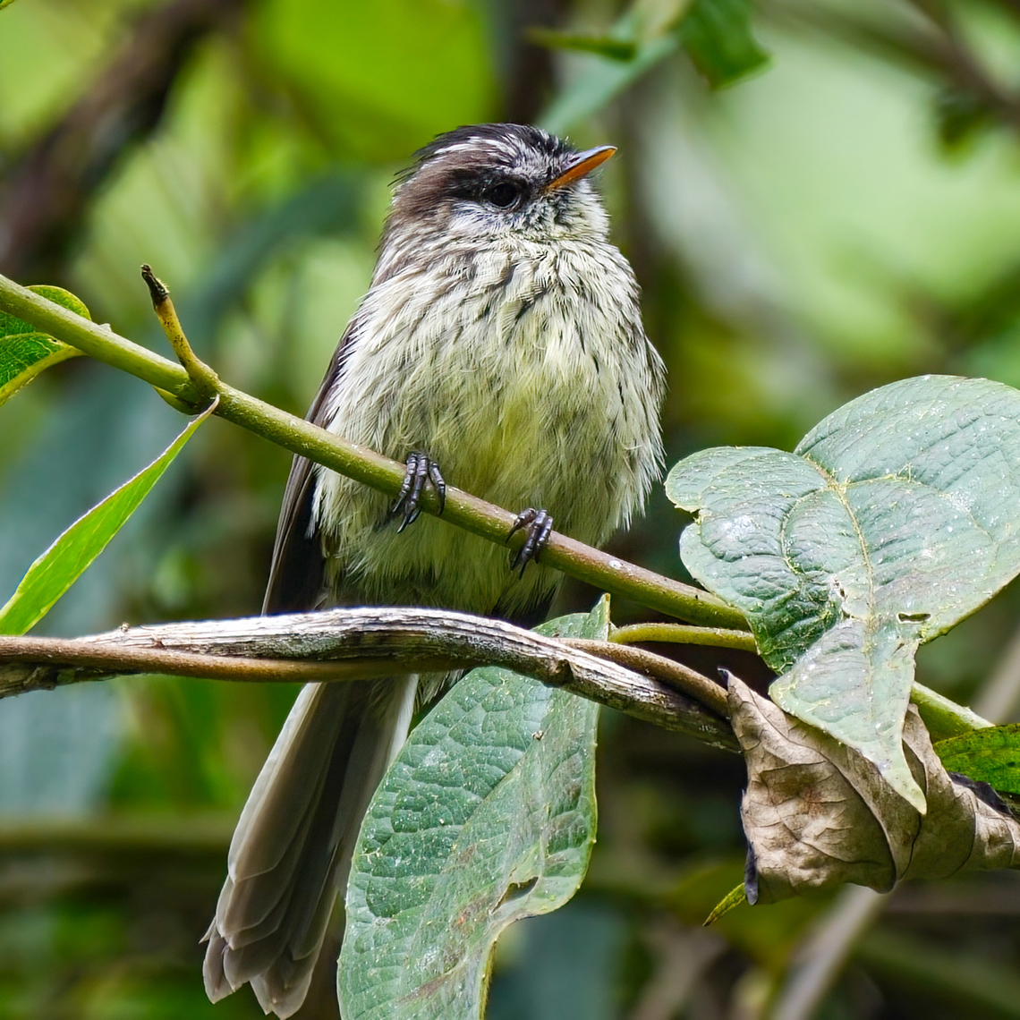 Agile Tit-Tyrant (Uromyias agilis) A fun high-Andes specialty, the Agile Tit-Tyrant. Agile tit-tyrant,Colombia,Geotagged,Uromyias agilis