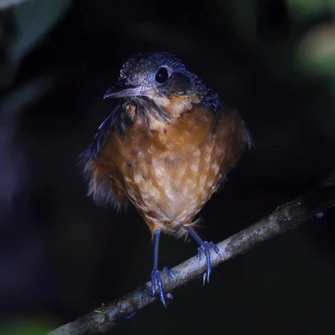 Scaled Antpitta (Grallaria guatimalensis) Even though I know this bird is at Tapir Valley, I've never heard it or seen it during the day. Costa Rica,Geotagged,Grallaria guatimalensis,Scaled antpitta,Tapir Valley