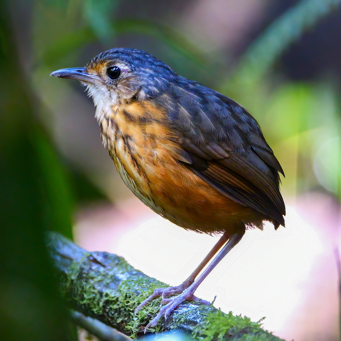 Thicket Antpitta (Myrmothera dives) Typically, these are very tough birds. They call incessantly, but really never come out in the open. Costa Rica,Geotagged,Hylopezus dives,Tapir Valley,Thicket antpitta