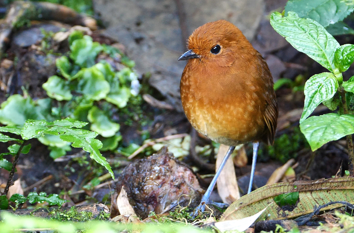 Chami Antpitta (Grallaria alvarezi) Chami Antpitta (Grallaria alvarezi) at RNA Loro Orejiamarillo (Yellow-eared Parrot Reserve), Colombia. Chamí_antpitta,Colombia,Geotagged,Grallaria alvarezi