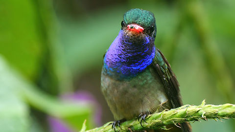 Blue-throated Goldentail One of my favorite Costa Rican hummingbirds. Blue-throated sapphire,Costa Rica,Geotagged,Hylocharis eliciae
