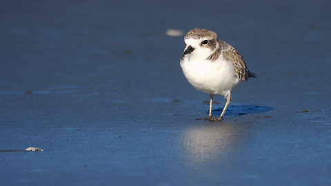 Snowy Plover (Charadrius nivosus) Such fun little birds. Charadrius nivosus,Geotagged,Snowy plover,United States
