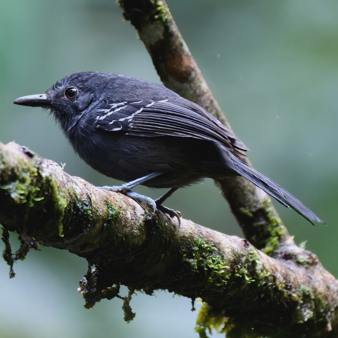 Parker's Antbird (Cercomacroides parkeri) Male Parker's Antbird (Cercomacroides parkeri) at Arrierito Antioque&ntilde;o ProAves Reserve. Cercomacroides parkeri,Colombia,Geotagged,Parkers antbird