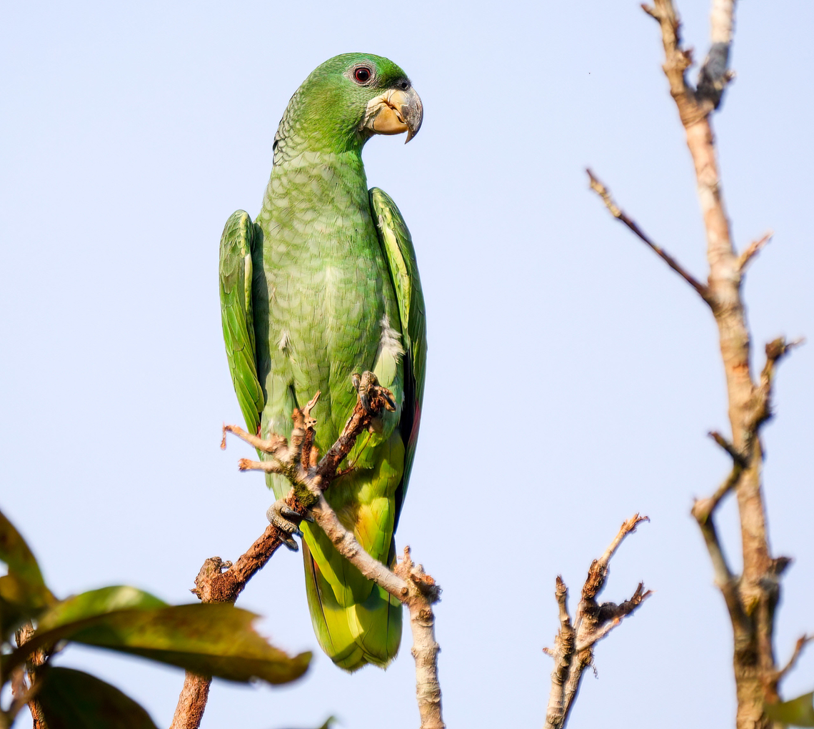 Kawall's Parrot (Amazona kawalli) This species has just recently started frequenting Mit&uacute; Amazona kawalli,Colombia,Geotagged,Kawalls amazon