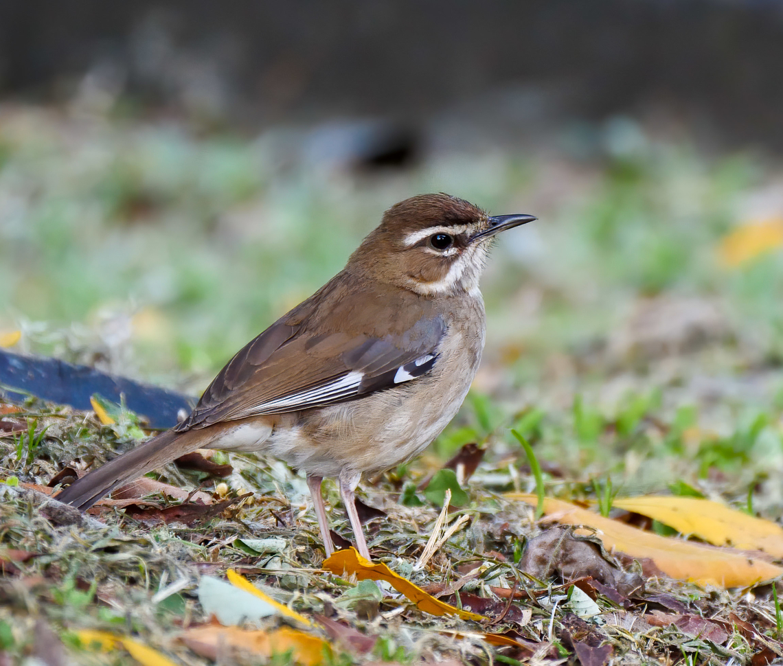 Bearded Scrub-Robin (Cercotrichas quadrivirgata) Bearded Scrub-Robin (Cercotrichas quadrivirgata) at iSimangaliso Wetland Park, KZN, South Africa. Bearded Scrub-robin,Cercotrichas quadrivirgata,Geotagged,South Africa