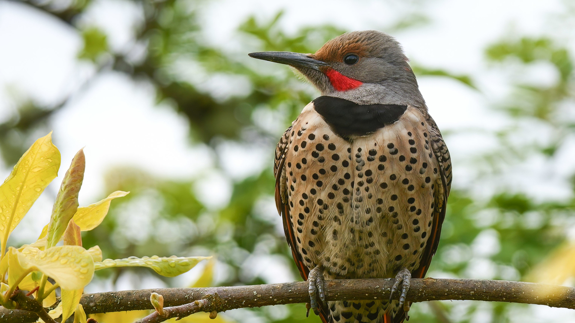 Northern Flicker  Colaptes auratus,Geotagged,Northern Flicker,United States