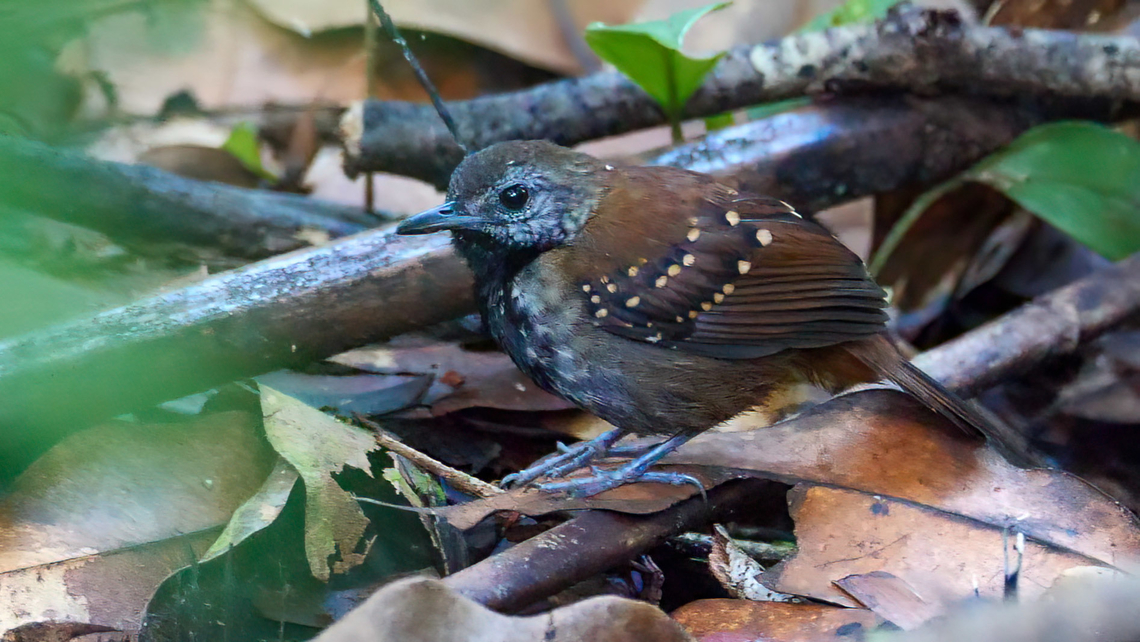 Gray-bellied Antbird (Ammonastes pelzelni) Gray-bellied Antbird (Ammonastes pelzelni) Ammonastes pelzelni,Colombia,Geotagged,Grey-bellied antbird