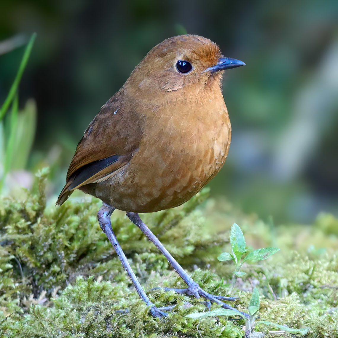 Equatorial Antpitta (Grallaria saturata) Equatorial Antpitta (Grallaria saturata) at Hacienda El Bosque, Colombia. Colombia,Equatorial antpitta,Geotagged,Grallaria saturata