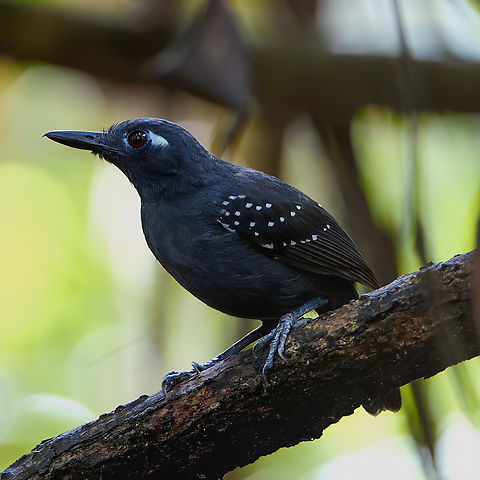 Plumbeous Antbird (Myrmelastes hyperythrus) Plumbeous Antbird (Myrmelastes hyperythrus) on the Javari River, Brazil. Brazil,Geotagged,Myrmelastes hyperythrus,Plumbeous antbird
