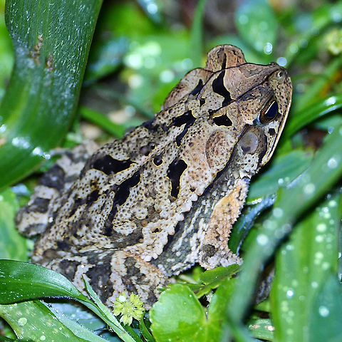 Dry Forest Toad (Incilius coccifer) Dry Forest Toad (Incilius coccifer) at Tapir Valley Nature Reserve Costa Rica,Geotagged,Incilius coccifer,Tapir Valley
