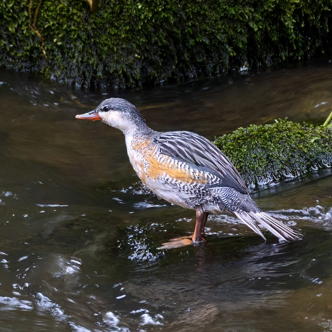 Torrent Duck (Merganetta armata) Torrent Duck (Merganetta armata) at Otun Quimbaya, Colombia. Colombia,Geotagged,Merganetta armata,Torrent duck